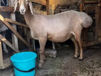 Qoʻy, Arashan sheep — 2-rasm