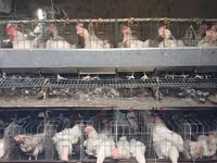 Chickens — Foto 2