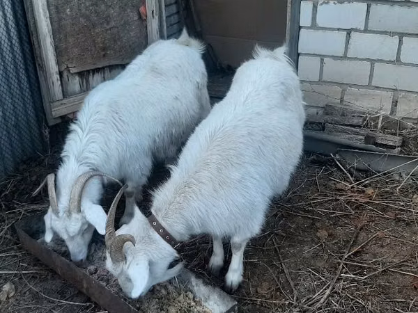 母山羊, Saanen goat — 哈萨克斯坦