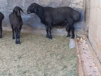 كبش, Hissar sheep — الصورة 1