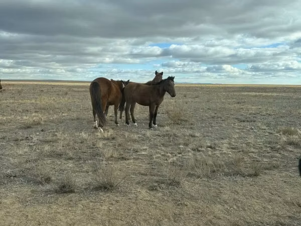 Stute, Kazakh horse