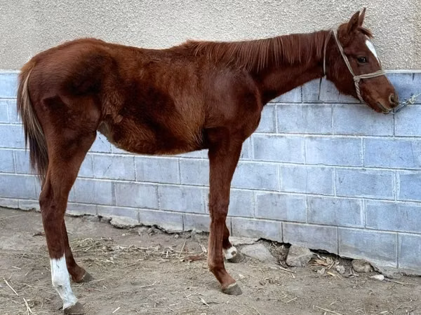 خيول (دفعة، الجنس غير محدد), National Show Horse