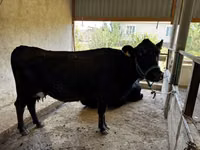母牛, Cattle — 照片 1