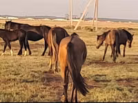 Mare, Mugalzhar horse — photo 3