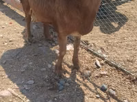 Widder, Hissar sheep — Foto 2