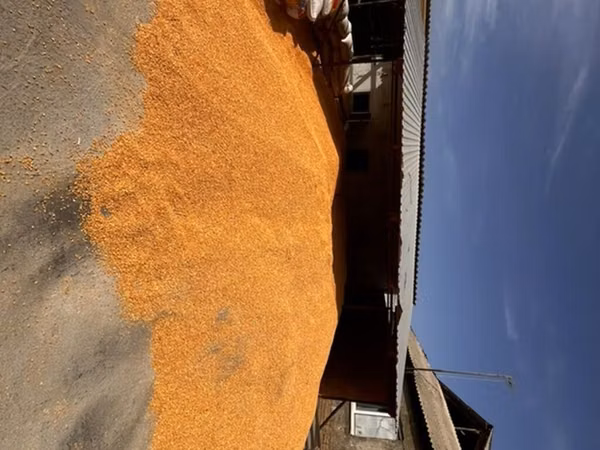 Кг 19 продается 15тонна пионерсухой