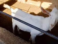 Ziegen (Partie, Geschlecht nicht angegeben), Saanen goat — Foto 2