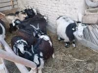 母山羊, Goats — 照片 4