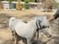 Pferde (Partie, Geschlecht nicht angegeben), Australian Pony — Foto 8