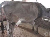 Kuh, Swiss cattle — Foto 2