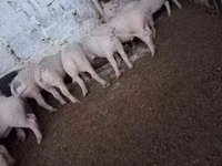 Schweine (Partie, Geschlecht nicht angegeben) — Foto 1
