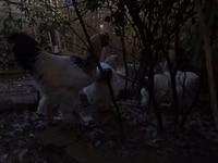 براهما — الصورة 8