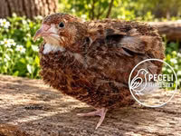 Quails — الصورة 4
