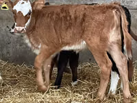 Toro, Hereford — foto 2