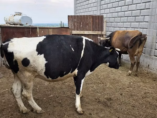 母牛, Holstein breed — 吉尔吉斯斯坦
