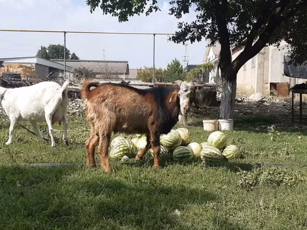 母山羊, Nubian Goat — 哈萨克斯坦