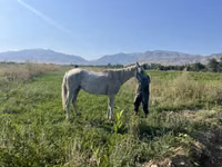 Stute, Arabian horse — Foto 1