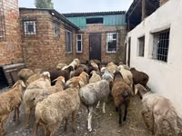كبش, Rhon sheep — الصورة 2