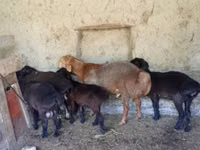 Widder, Arashan sheep — Foto 1