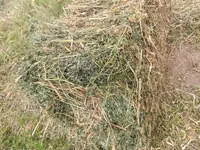 Сено в тюках (прямоугольные кипы) - Заготовлено на луговых угодьях; - — сүрөт 3
