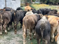 Бұқа, Swiss cattle — 5-сурет