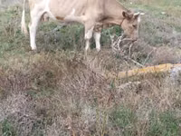 Сиыр, Simmental cattle — 4-сурет