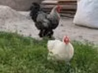 Brahma — Foto 6