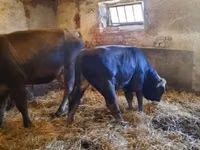 Toro, Raza carpatiana marrón — foto 3