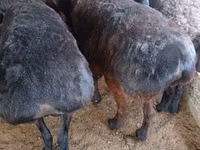 Schaf, Hissar sheep — Foto 2