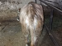 母牛, Cattle — 照片 3