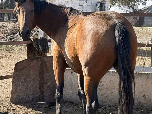 घोड़ी, Arabian horse