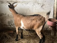 Ziege, Alpine goat — Foto 3
