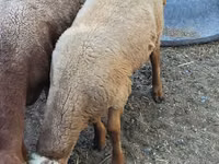 Widder, Rhon sheep — Foto 5