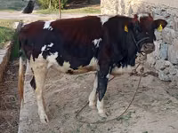 Сиыр, Russian Black pied cattle — 1-сурет