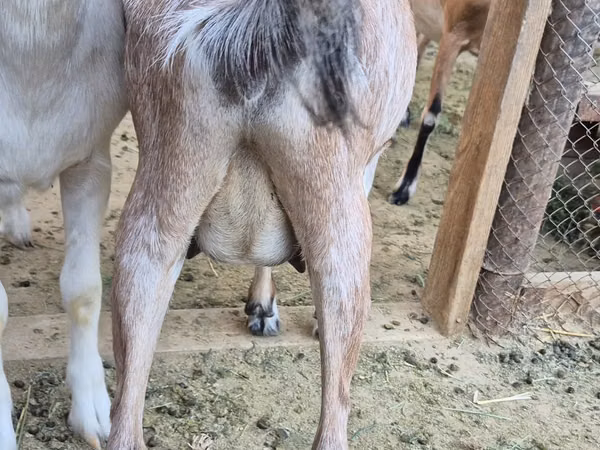 母山羊, Goats — 哈萨克斯坦