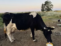 गाय, Russian Black pied cattle — फ़ोटो 2