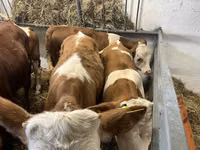 Бұқа, Simmental cattle — 1-сурет