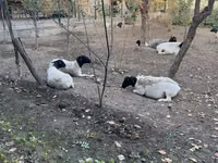 Schaf, Dorper sheep — Foto 3