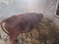 公牛, Cattle — 照片 3