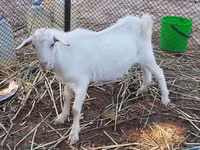 عنزة, Saanen goat — الصورة 1