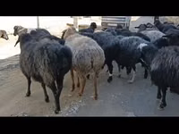 Овцы (партия, пол не указан), Гиссарская овца — фото 5