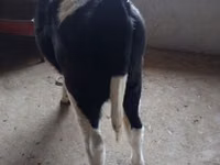 Kuh, Russian Black pied cattle — Foto 3
