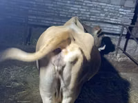 بقرة, Simmental cattle — الصورة 4