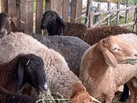 Widder, Edilbay sheep — Foto 7