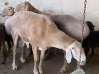 Carnero, Arashan sheep — foto 1