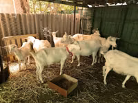 تيس, Saanen goat — الصورة 1