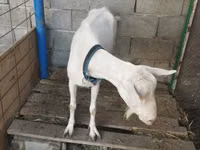 عنزة, Saanen goat — الصورة 2