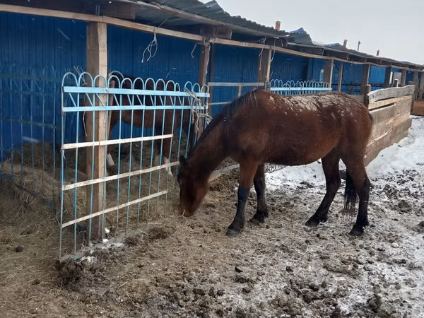 فرس, الخيول