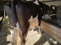 Kuh, Holstein-Rasse — Foto 4