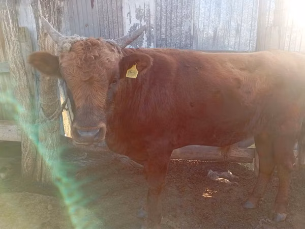 公牛, Simmental cattle — 哈萨克斯坦